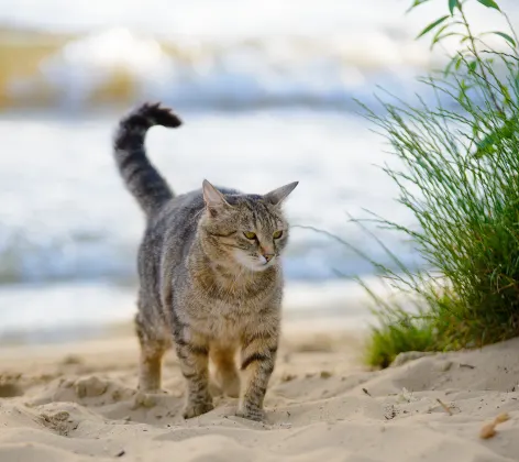 tabby cat waling on the beach